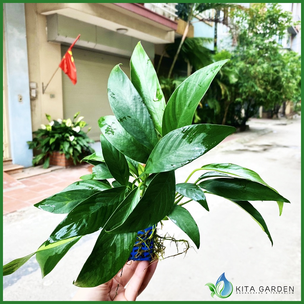 Cây thủy sinh | RÁY LƯỠI HỔ LÁ DÀI - TRẦU BÀ THÁI THUỶ SINH | trầu bà thái lá dài