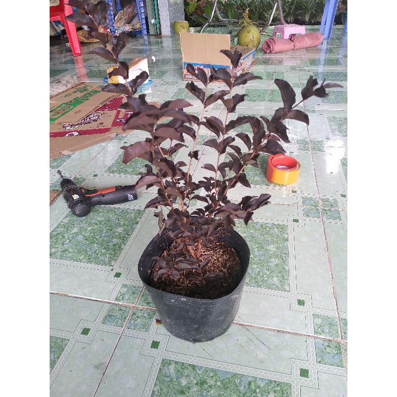 Hoa tường Vy huyết rồng