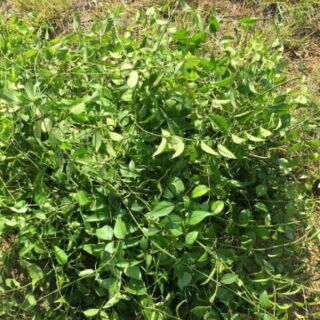 (FREESHIP TỪ 99K)  3kg chè vằng sẻ nghệ an