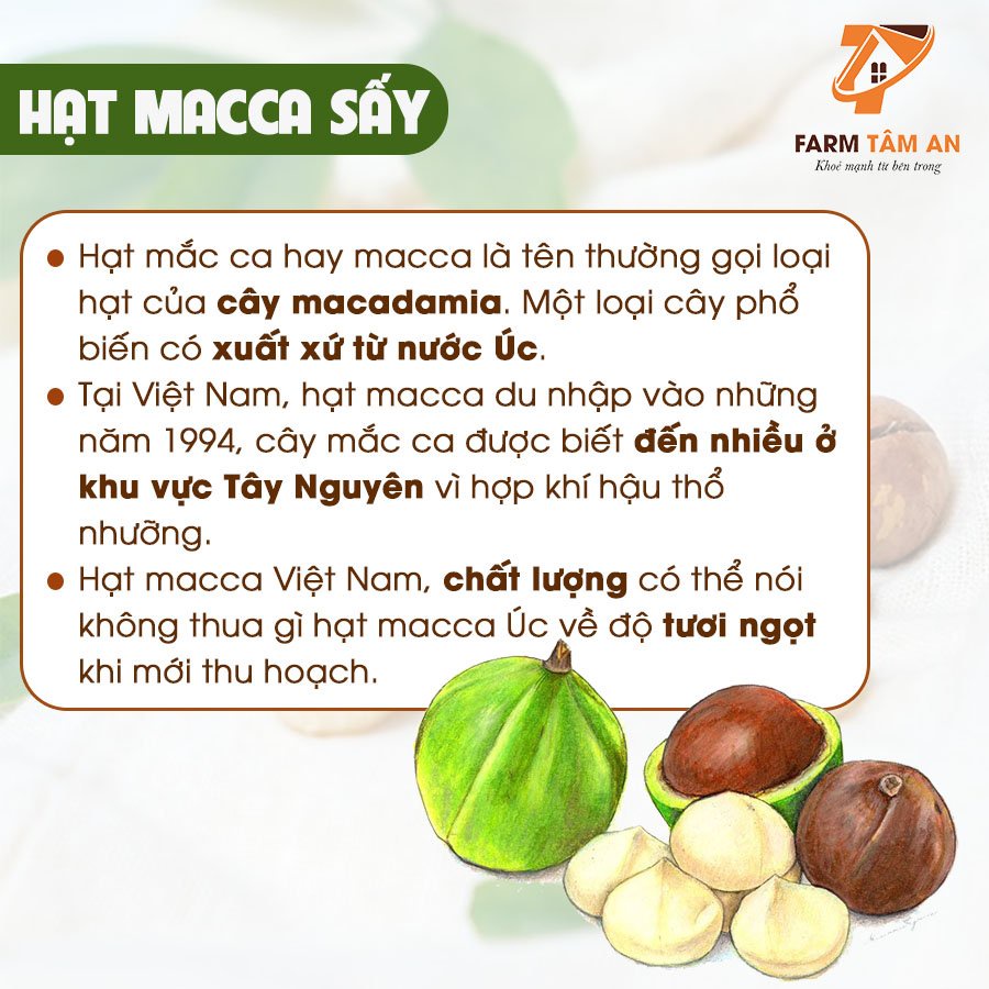 Hạt Macca sấy lạnh nứt vỏ Farm Tâm An, Hạt Mắc ca tách vỏ Organic, Quả macca nữ hoàng cao cấp kèm dụng cụ tách vỏ