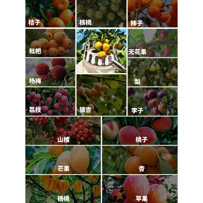 Hái Yang Mei tạo tác vườn trợ lý hái trái cây đa chức năng hái trái cây thép không gỉ hái trái cây thanh trên cao chọn t