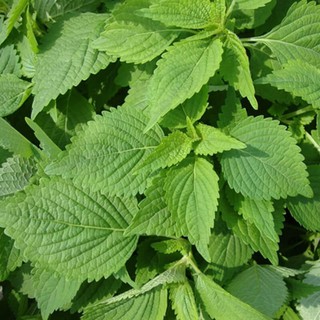 Hạt Giống Lá Cây Rau Kinh Giới