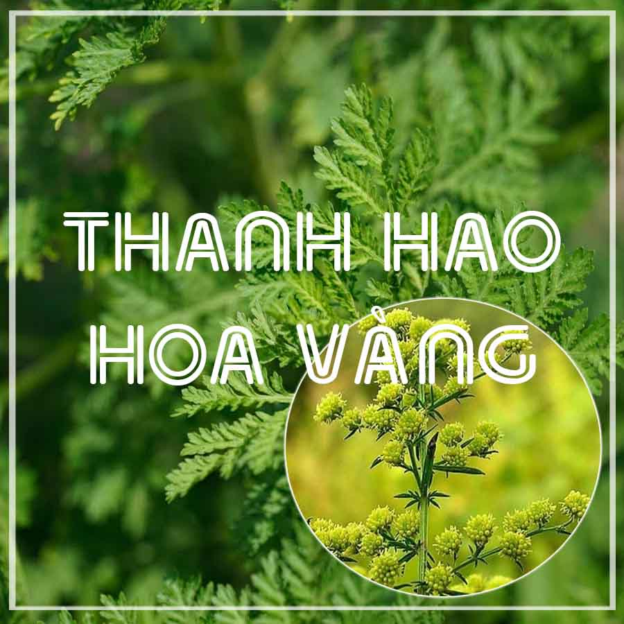 CÂY THANH HAO HOA VÀNG khô sạch đóng gói 1kg congtyduoclieuhonglan