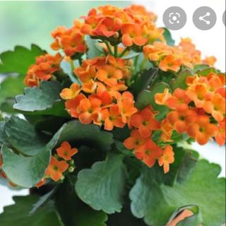 Combo#20 cây con giống sống đời