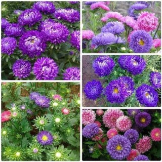 Hạt giống hoa cúc magic - đại đóa🌸hoa🌸 200 hạt