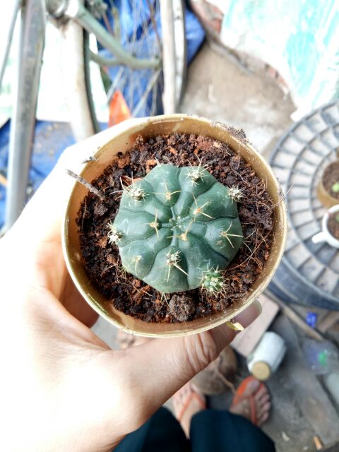 Xương rồng thần long