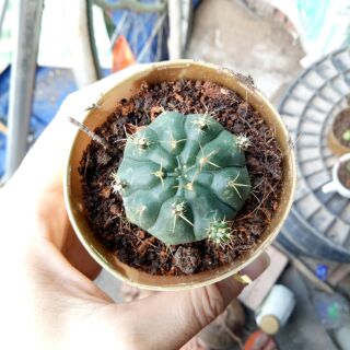 Xương rồng thần long