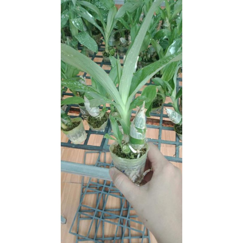 Lan Thiên Nga cây giống