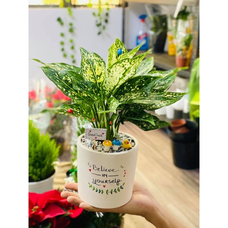 Cây Valentine  cây nội thất trồng thuỷ sinh được