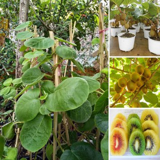 CÂY GIỐNG KIWI LEO GIÀN RUỘT VÀNG DÒNG QUẢ SỚM