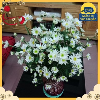 Hạt Giống Hoa Cúc Họa Mi