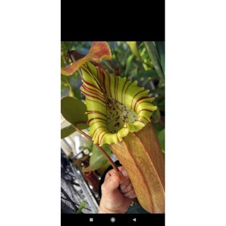 cây nắp ấm truncata
