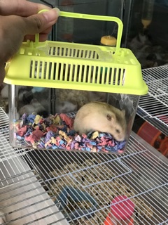 Hộp Mika 3 size Đựng Cá , Chuột Hamster