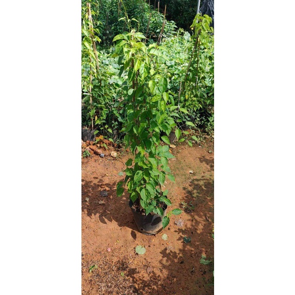 Cây giống hoa rạng đông hay hoa chùm ớt