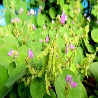 Hạt giống Kim tiền thảo ( cây dược liệu ) 50 hạt