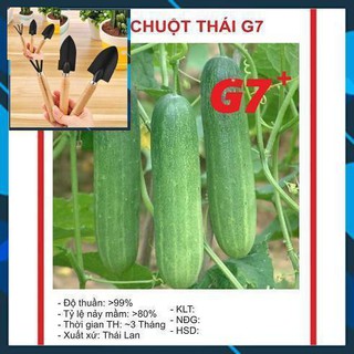 Hạt giống dưa chuột thái g7 - 10 hạt tặng bộ làm vươn mini
