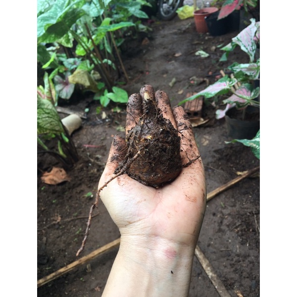 Môn hồng thiên nga