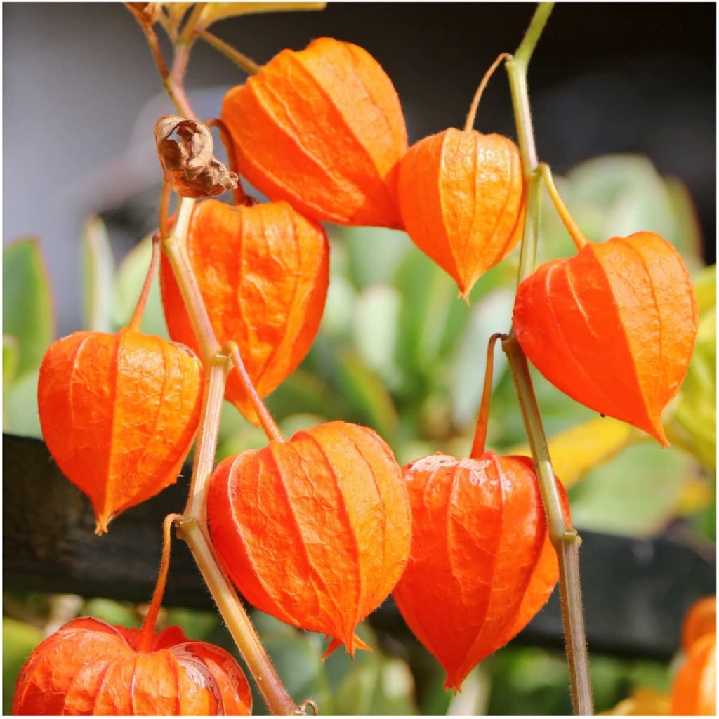 Hạt giống đèn lồng Trung Quốc để trồng (Physalis Alkekengi) QUẢ ANH ĐÀO ĐẤT MỸ