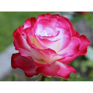 Hạt giống hoa hồng viền đỏ