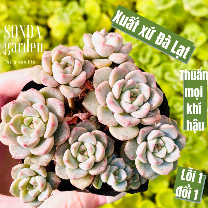 Sen đá diệp hà SONDA GARDEN size bé 5-8cm, xuất xứ Đà Lạt, khoẻ đẹp, lỗi 1 đổi 1