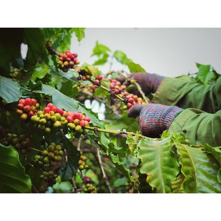 Cà phê rang xay nguyên chất Robusta 500g - Rang medium light - Everything Store Coffee