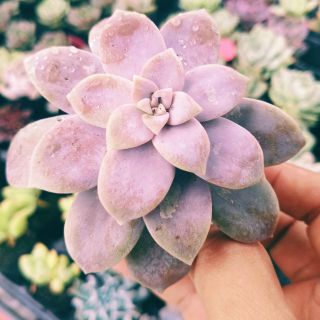 Sen đá Dĩa Hồng