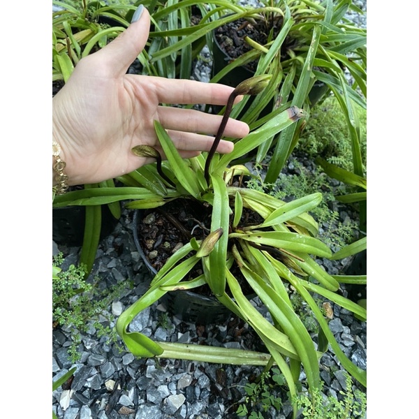 LAN HÀI COCCI ĐANG RA HOA 1 Chậu