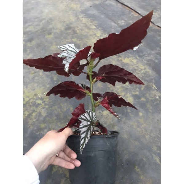 Begonia Looking glass - Thu hải đường có màu ánh bạc cực xinh