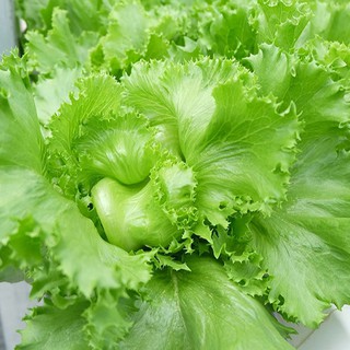 2GR HẠT GIỐNG XÀ LÁCH MINETTO