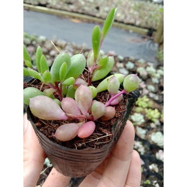 [ LIMITED ] MỘT CHIẾC SEN SEDUM PURPLE BUBBLE ( BONG BÓNG TÍM MỘNG MER 🤷 ) size mini 8x8 cm