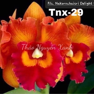 Tnx26 - lan cattleya hoa đại nakornchaisri delight yen - cây con