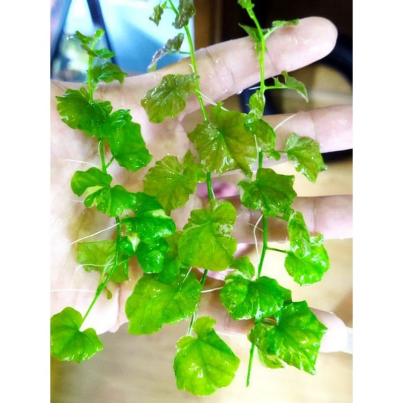 Cây rau má var thủy sinh | cây thủy sinh trung cảnh