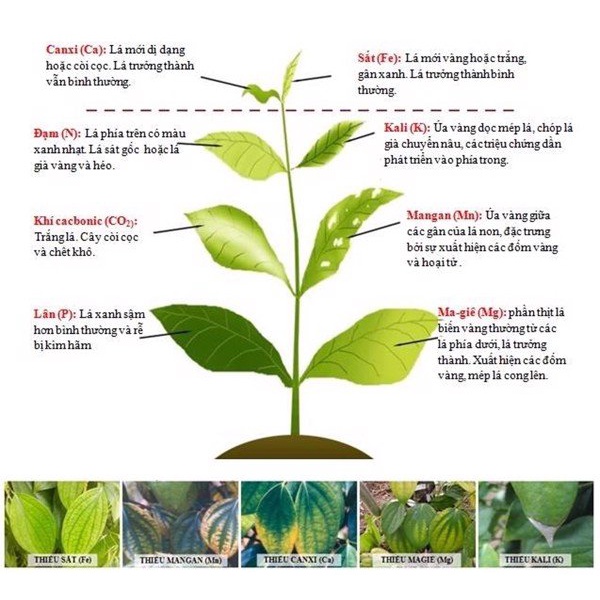 PHÂN BÓN Amino Fe Hữu cơ PHÂN BÓN VI LƯỢNG bổ sung sắt hỗ trợ vàng lá do thiếu hụt vi lượng