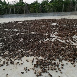 Hạt sachi rang muối hoặc sấy chín ăn liền 1 kg