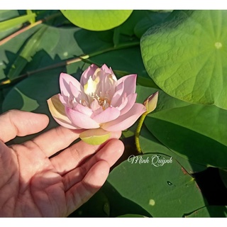 Củ sen mini Keelin