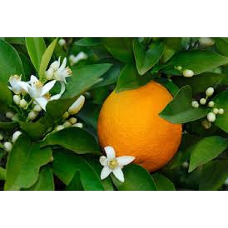 Combo 2 gói phân bón lá SENCA 32  giúp cây trồng tăng khả năng ra hoa đậu quả, trái lớn, củ nặng, tươi ngon.