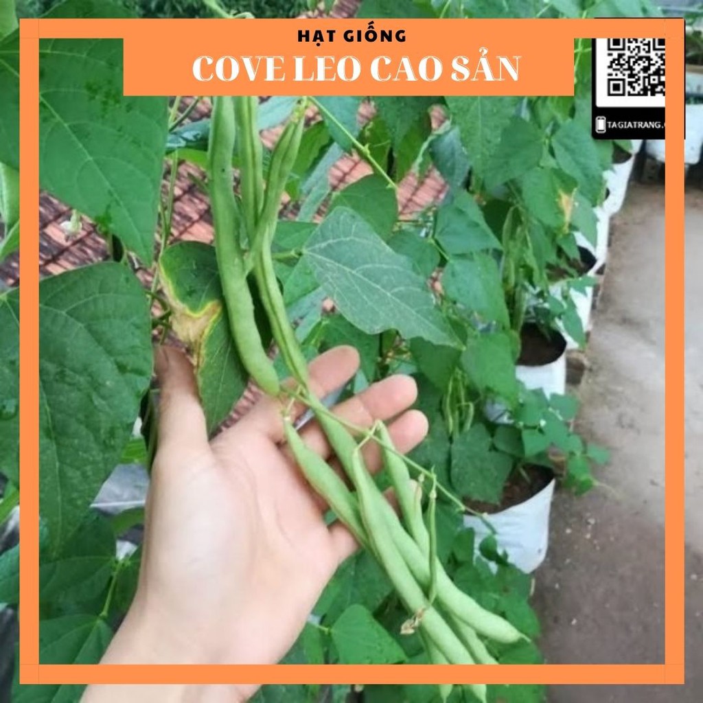 Hạt giống đậu cove leo cao sản hạt nâu (đậu trạch) - Sản phẩm trồng thử tập làm vườn cùng Tạ Gia Trang