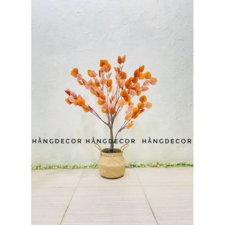 Cây bạch đàn lá vàng giả - hằng decor