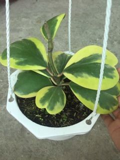 CẨM CÙ TIM VÀNG