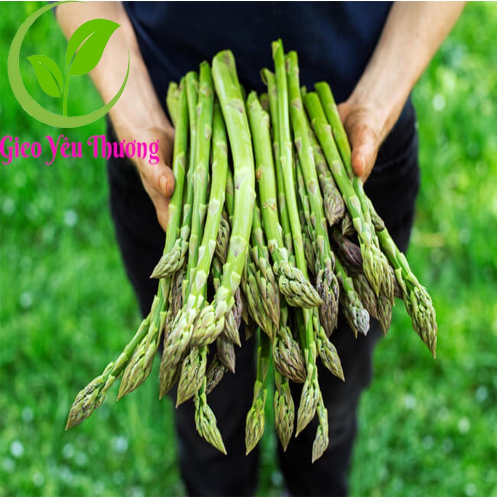 1 Gram  Hạt Giống Măng Tây Màu Xanh Chịu Nhiệt Dễ Trồng Bốn Mùa