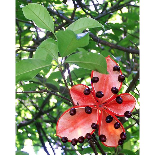 Cây Sang giống cao 50cm