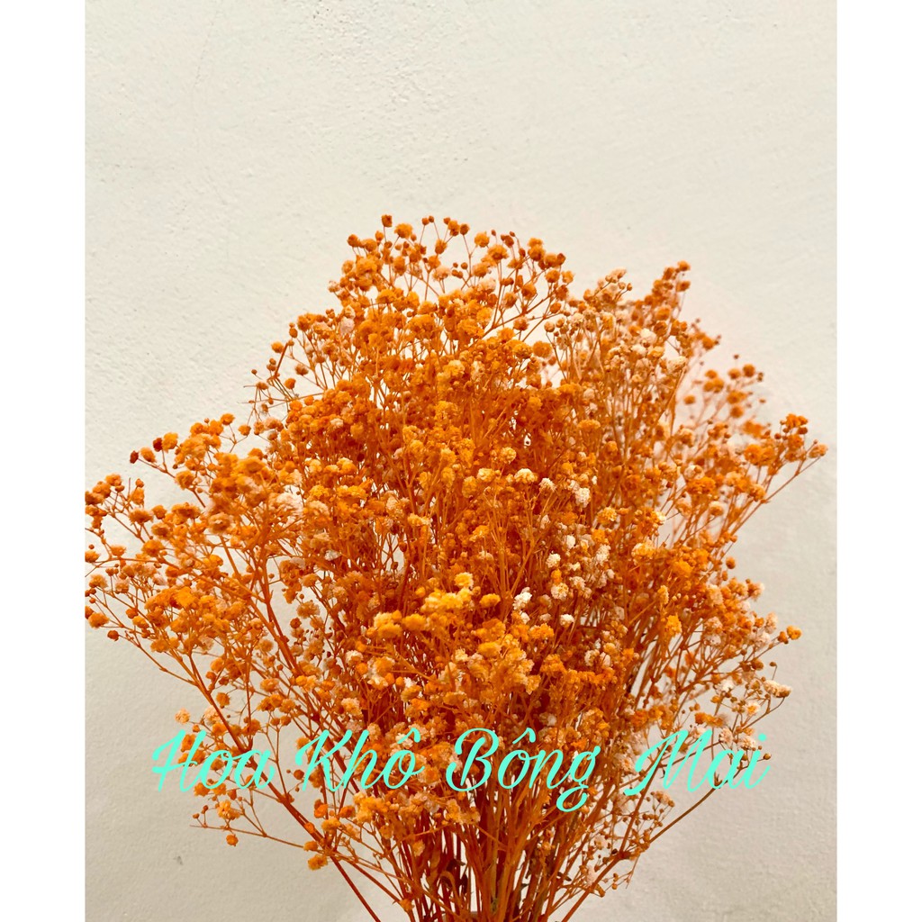 🌸Loại đẹp🌸Hoa khô HOA BABY BLOOM màu cam decor trang trí nhà cửa, đạo cụ chụp ảnh phong cách vintage