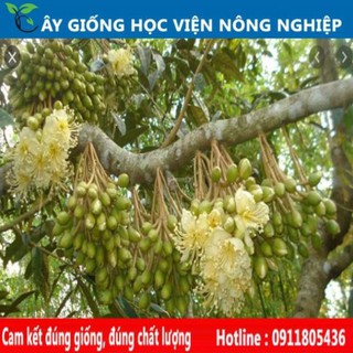 Sản phẩm Cây Ăn Trái cây sầu riêng năng suất cao- cây ăn quả