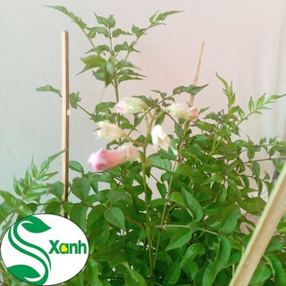 Cây Hồng Thiên Hương (Cây Leo)