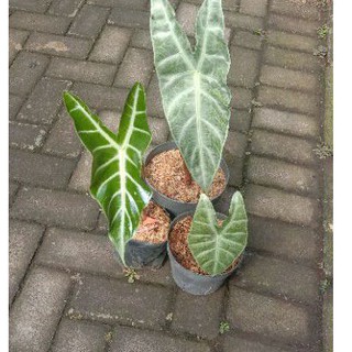 Alocasia longiloba