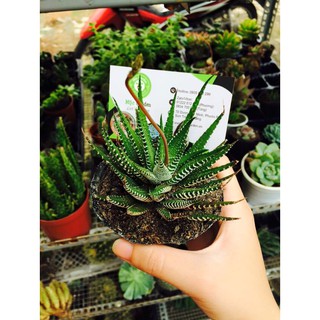 móng-rồng var-đã-loại-Lên-màu