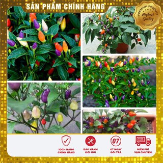 Bộ gói hạt giống ớt Ngũ sắc