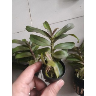 Phi điệp lai thân tím 5-7cm