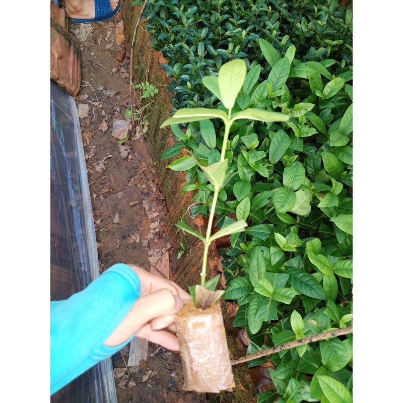 02 Cây giống hoa mẫu đơn trắng