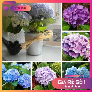 Hạt giống hoa cẩm tú cầu LUCKY SEEDS -10 hạt LUCKY.VN